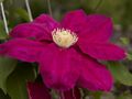 Clematis Vino-2 Powojnik
